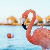 Renaissance Wind Creek Aruba Resort