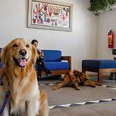 Puerto de Luna Pet Friendly & Family Suites Hotel