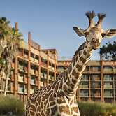 Disney's Animal Kingdom Lodge