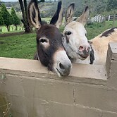 Stony Creek Cottages