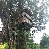 Glowing Mountain view tree house