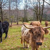 Clarkesville 'rustic Hideaway' on 38-acre Farm!