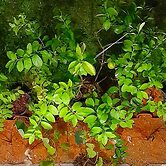 Flats Jardim de Ramos Paraty