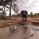 Chobe Mopani Forest Lodge & Camp site