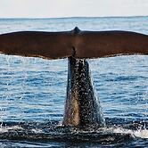 5 Person Holiday Home in Melbu-by Traum