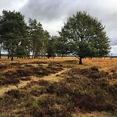 Pavilion 6 People With Storage Space