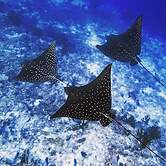 Morus Bliss - Divers' Preferred Hotel