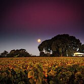 St Leonards Vineyard Cottages