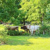 Horses Welcome: Marble Falls Home w/ Grill!