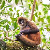 Chosa Manglar Nature Retreat