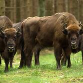 4 Person Holiday Home in Ronne