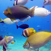 Dive and Trek Resort & Marine Sanctuary