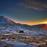 Kolsstaðir - Piece Of Heaven