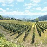 Quinta Picouto de Cima