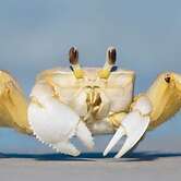 Guaruçá Pousada Apart Hotel