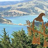 Kūkupa Matairangi at Akaroa Lavender