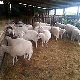 Agriturismo Le Sughere