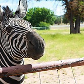 Zebra Refuge Cottage-wild Unique Prescott Stay