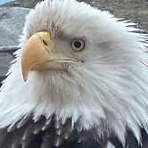 Paradise Suites Eagles Nest Apt C