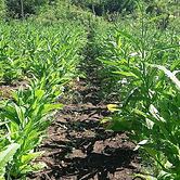 Room-tropical Oasis in Tonge, Fiji - Rel