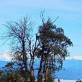 Everest Home Stay Apartment Timal II