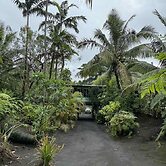 Jungle Oasis