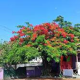 Pousada Sol de Berlinque