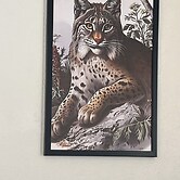 The Bobcat