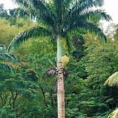 Natty Tropical Valley