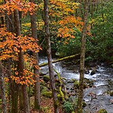 The Owl's Perch (5 inch clearance needed)