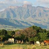Ardmore Guest Farm