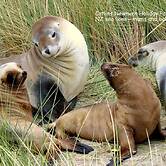 Catlins Newhaven Holiday Park