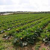 Agricampeggio Maccari