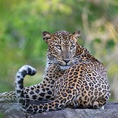 kenuson Yala