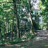 Reindeer Miaoli Green Wave