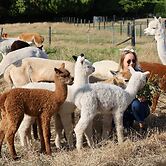 Silverstream Alpaca Farmstay and Tour