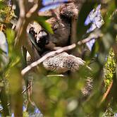 Bimbi Park - Camping Under Koala