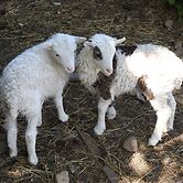 Tyncellar Farm Holiday Cottages