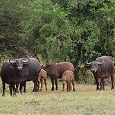 Sunset Lodge & Safaris