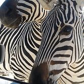 Warthogs Safari Camp