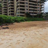 Polo Beach Club Vacation Rentals - APlus Resorts