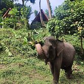 Green Forest Tangkahan