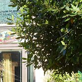 Agriturismo Le Clementine