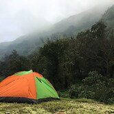 Canary Forest Camping