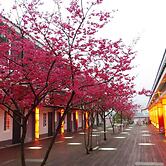 Sanyi Sakura Resort