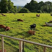 Seasons of Maleny B&B