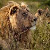 Garden Route Safari Camp