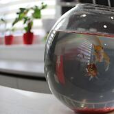 Garni Hotel 11Tica DM