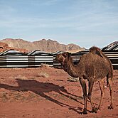 Desert Melody - Campsite