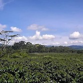 Hacienda Cafetera La Gaviota